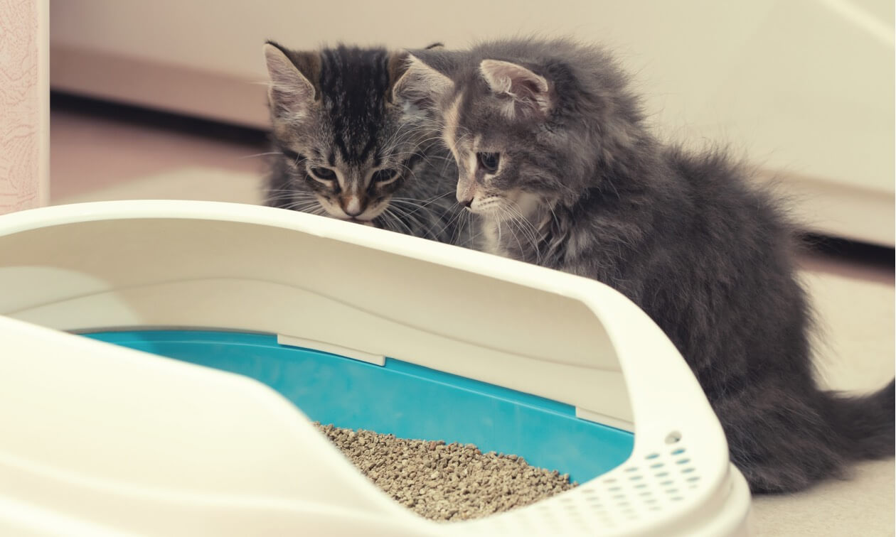 Kitten wordt in een kattenbak gezet