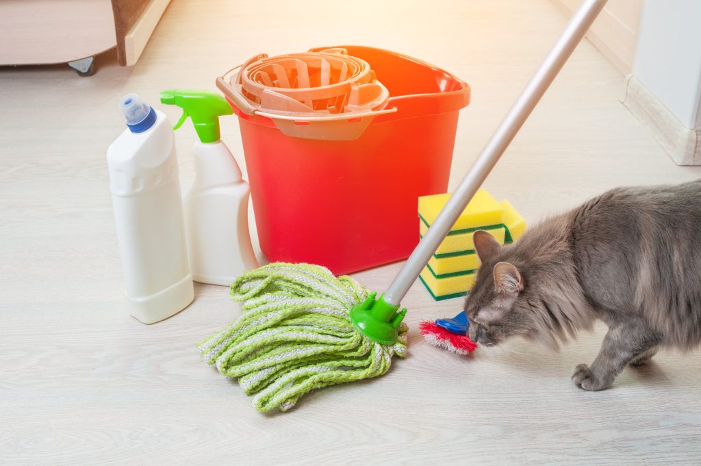 Blije kat in een schoon huis