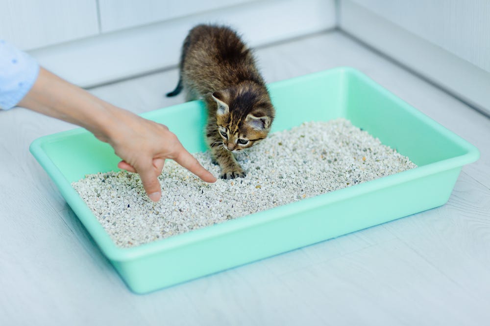 Kitten in een kleurrijke open kattenbak