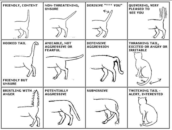 Infographic over de lichaamstaal van een kat