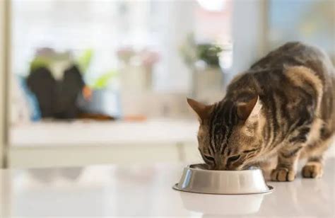 Kat is aan het eten