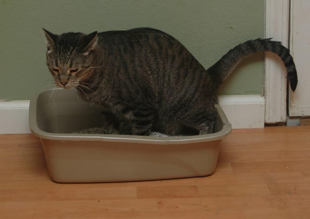 Een kat die naast de kattenbak plast