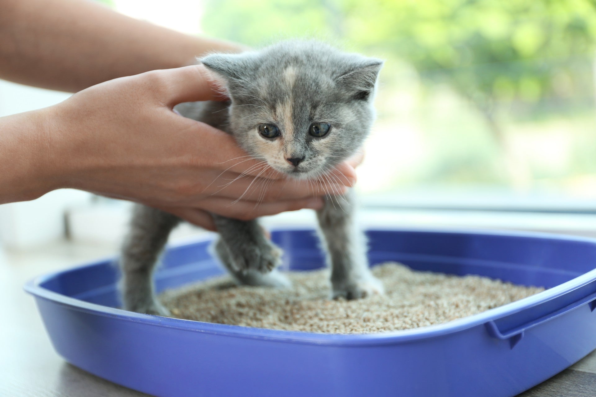Twee kittens bij een open kattenbak