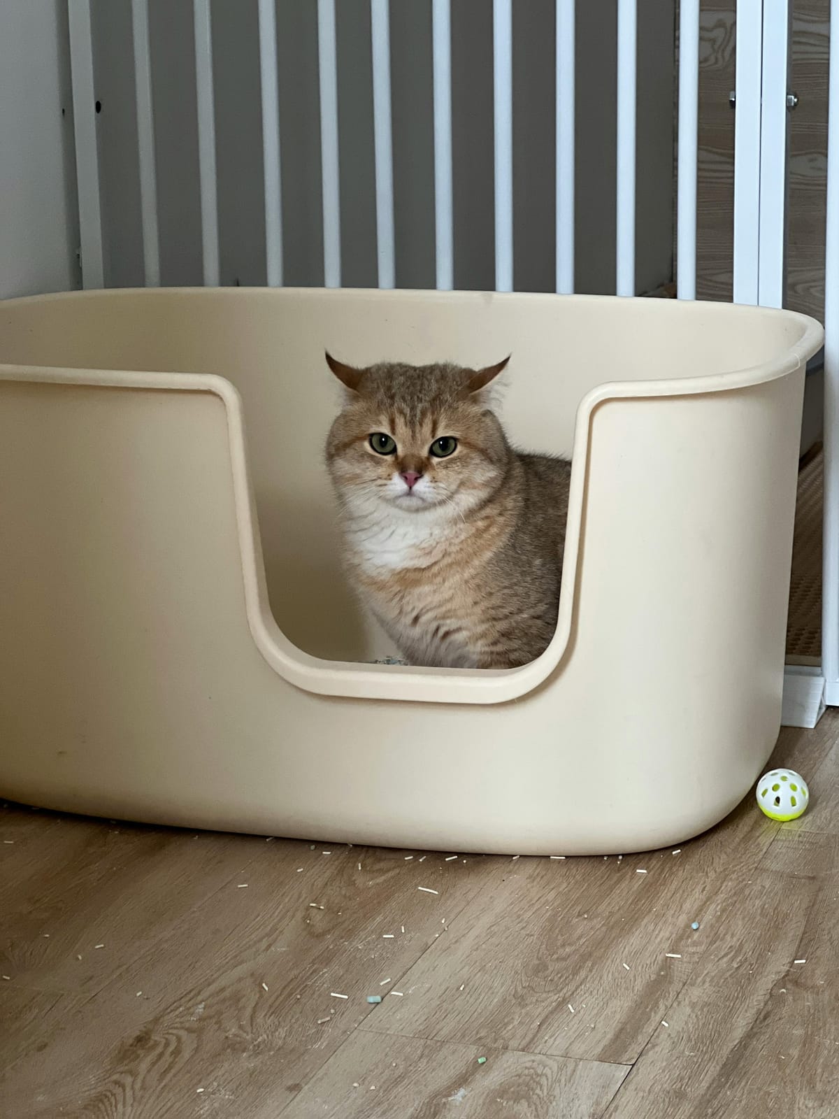 Hoe heten de korreltjes die in de kattenbak worden gebruikt? Tips!