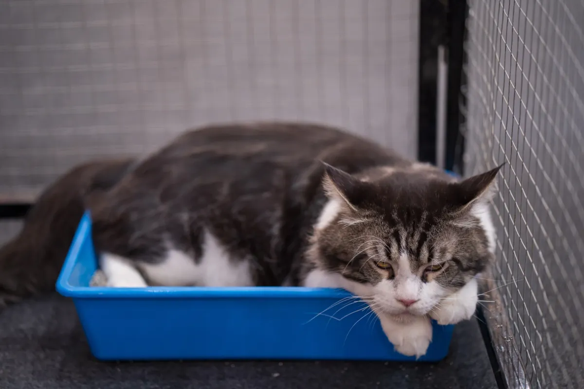 De 5 Beste Geurloze Kattenbakken voor een Frisse Thuisomgeving