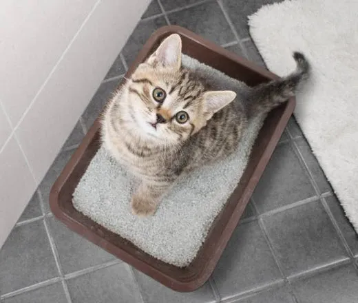 Kat slaapt in kattenbak: Oorzaken en Oplossingen