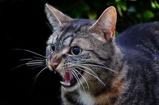 Onrustige Kat? Ontdek de Oorzaken en Vind de Beste Oplossingen