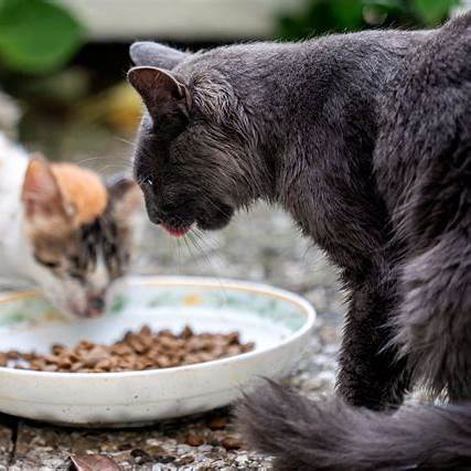 Kat zeurt om eten maar eet niet? Ontdek de oorzaken en oplossingen!