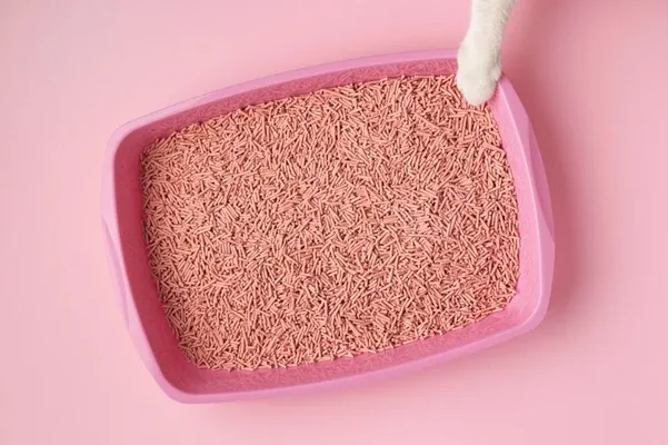 Top 10 Redenen om Vandaag Nog Over te Stappen op een Automatische Kattenbak