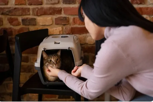 Nooit Meer Scheppen! Waarom een Zelfreinigende Kattenbak een Gamechanger Is