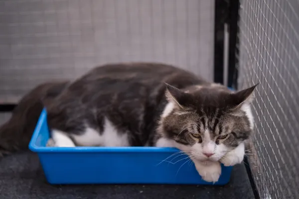 De 5 Beste Geurloze Kattenbakken voor een Frisse Thuisomgeving