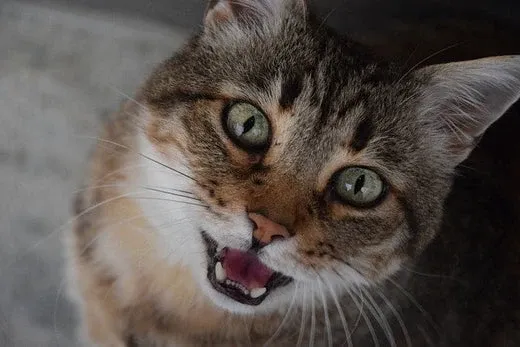 Kitten miauwt op kattenbak: Oorzaken en oplossingen