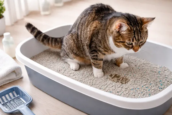 Kat plast kleine beetjes: wat betekent dit en wanneer is het spoed?