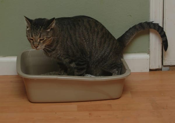 Geur van kattenpis verwijderen: De beste tips voor een frisse thuis
